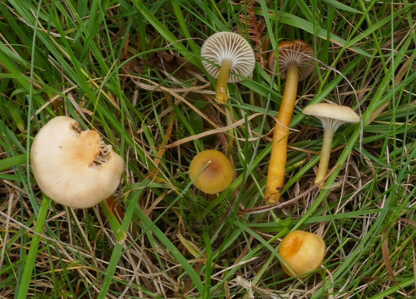 Photo © Jackie Ewan Gliophorus laetus by Jackie Ewan